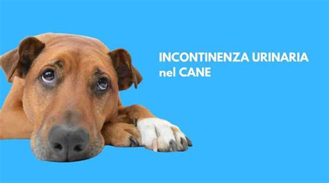 Incontinenza neurologica nel cane