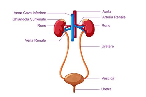 Infiammazione delle vie urinarie
