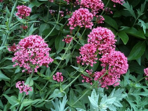 Infiorescenza di Valeriana Rossa