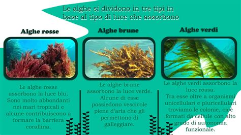 Infografica sui tipi di alghe