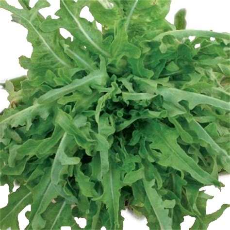 Insalata Barba dei Frati