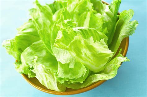 Insalata Iceberg in campo