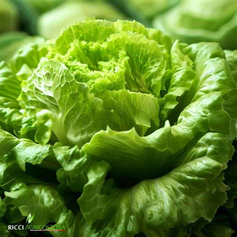Insalata da cespo