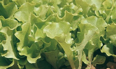 Insalata da taglio nell'orto