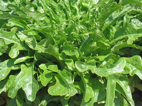 Insalata del Frate