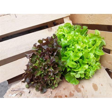 Insalata di Foglie di Quercia