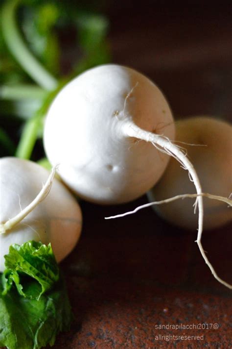 Insalata di rapa bianca