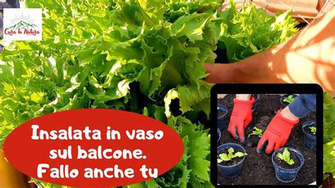 Insalata in Vaso