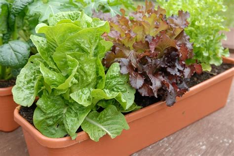 Insalate da piantare a settembre