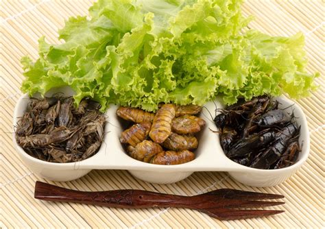 Insetti commestibili