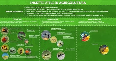 Insetti utili nell'orto