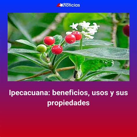 Ipecacuana