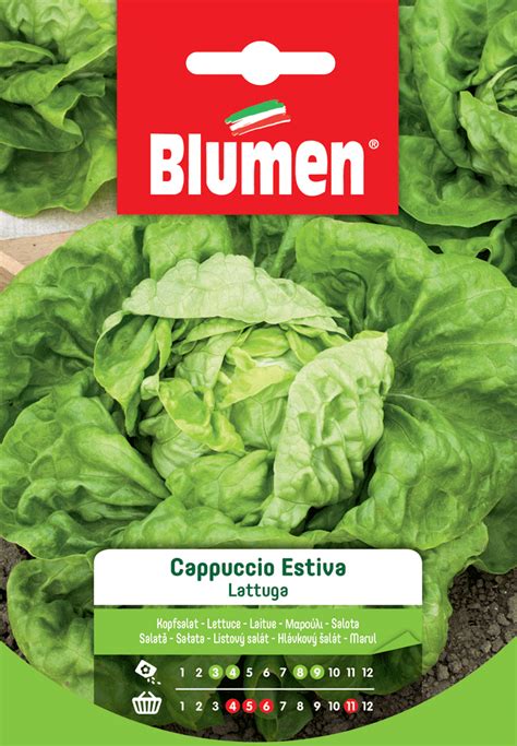 Lattuga cappuccio estiva