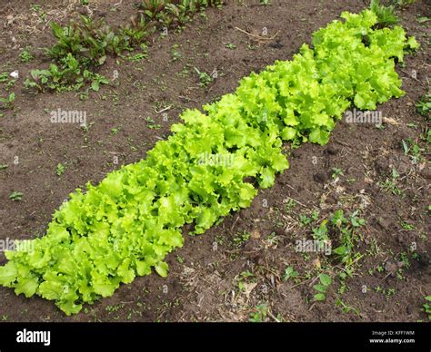 Lattuga nell'orto