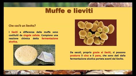Lieviti e muffe