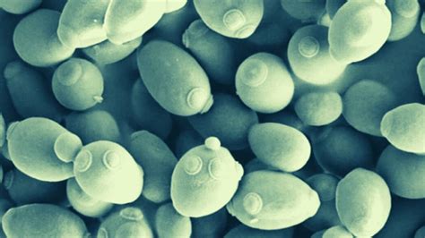 Lieviti per la fermentazione del vino