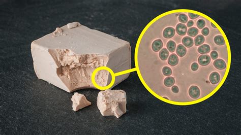 Lievito di birra al microscopio