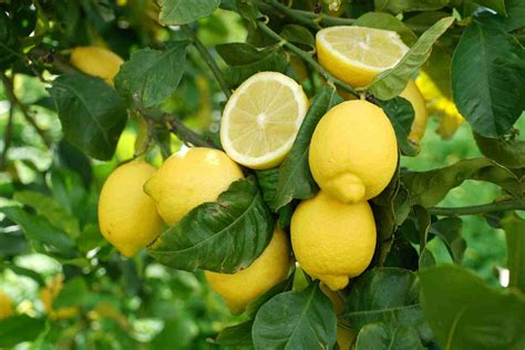 Limoni di Sicilia