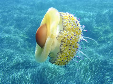 Medusa uovo fritto (Cotylorhiza tuberculata)