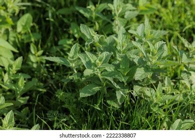 Menta