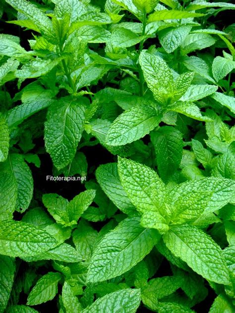 Menta Piperita