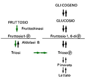 Metabolismo del Fruttosio