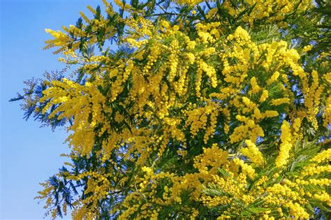 Mimose di Maddalena