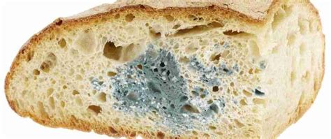 Muffe negli alimenti