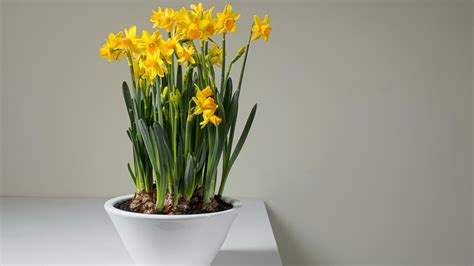 Narcisi contro arvicole