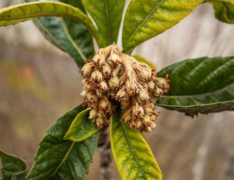 Nespolo giapponese e nespolo germanico