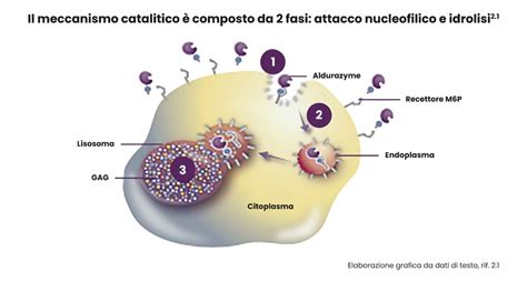 Niaprazina meccanismo d'azione