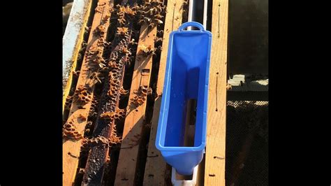 Nutritore a tasca per api