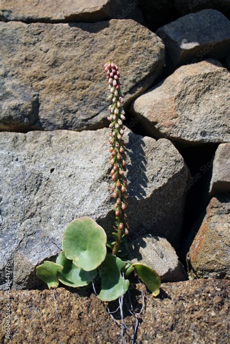Ombelico di Venere pianta