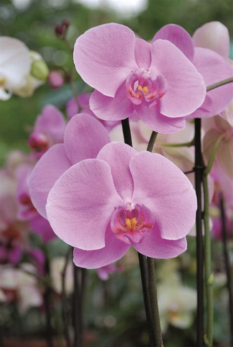 Orchidea Phalaenopsis