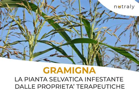 Origini della Gramigna