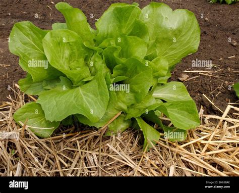 Pacciamatura Insalata