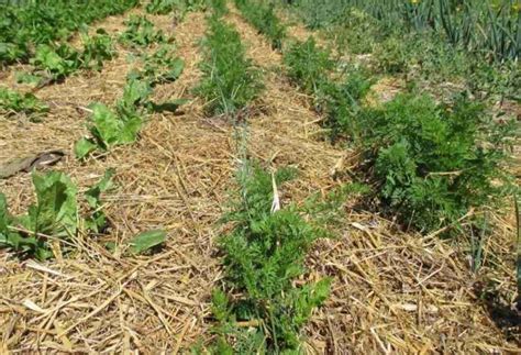 Pacciamatura Naturale