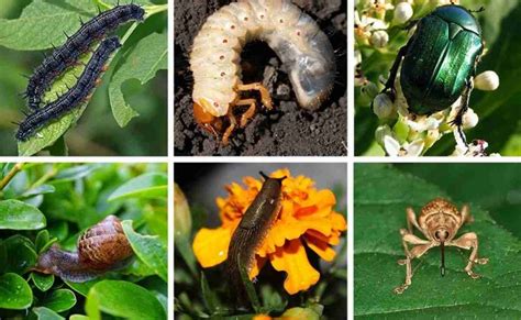 Parassiti dell'insalata