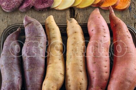 Patate dolci a pasta bianca