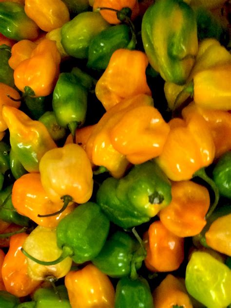 Peperoncini Habanero