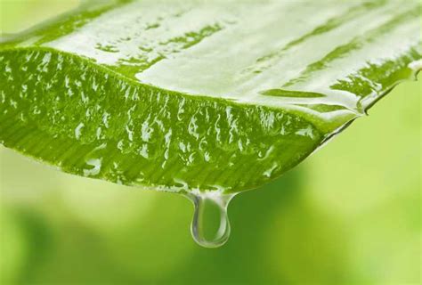 Pericoli Aloe Vera