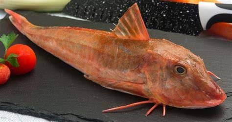 Pesce Gallinella in Umido
