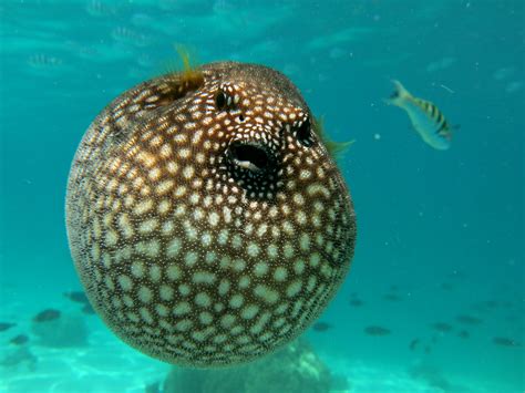 Pesce Palla