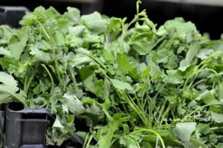 Pianta di Cavolicelli