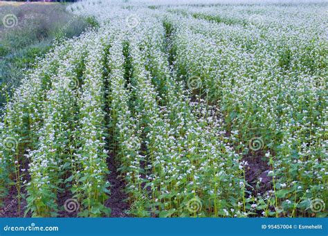 Pianta di Grano Saraceno