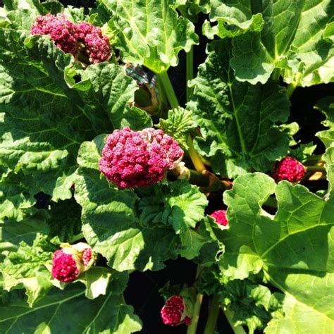 Pianta di Rabarbaro