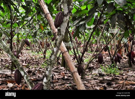 Piantagione di cacao in Ecuador