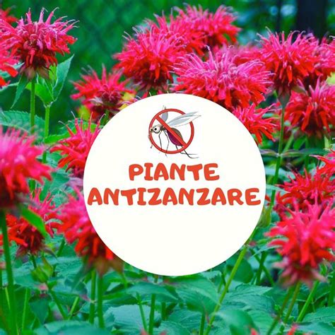Piante che allontanano le zanzare