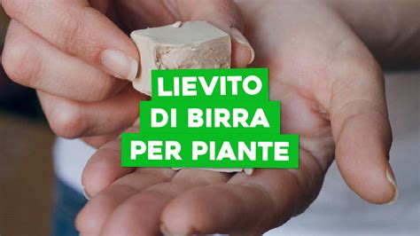 Piante concimate con lievito di birra