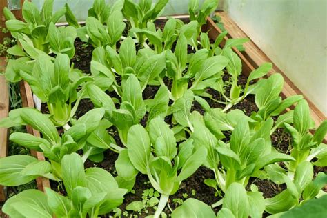 Piantine di Pak Choi